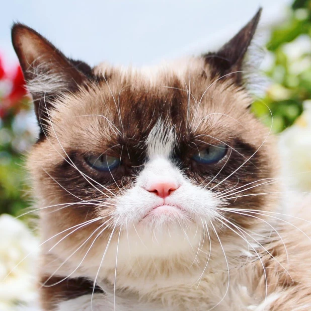 Grumpy Cat