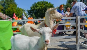 Фестиваль козьего молока-2017 в Барнауле.