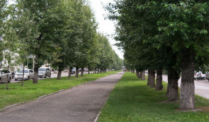 ул.Профинтерна, от Калинина до Комсомольского. 212 деревьев здесь заменят на 241.