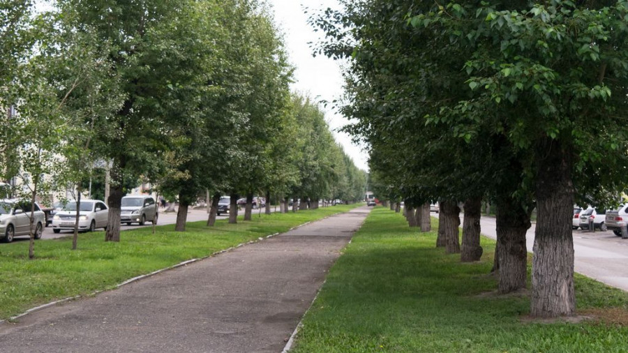 ул.Профинтерна, от Калинина до Комсомольского. 212 деревьев здесь заменят на 241.