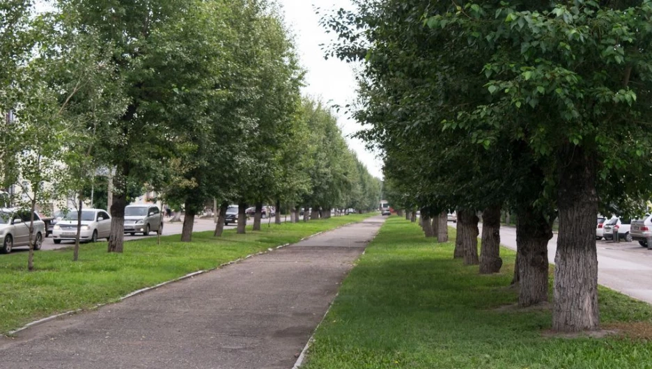 Здесь деревья. Барнаул Озеленение города. Насаждение на городскихулицах Новосибирска. Парке Победы Вологда насаждения.