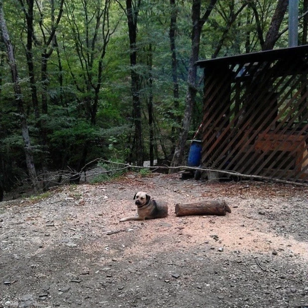 Собака и бревно.