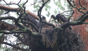 Гнездо черных аистов.