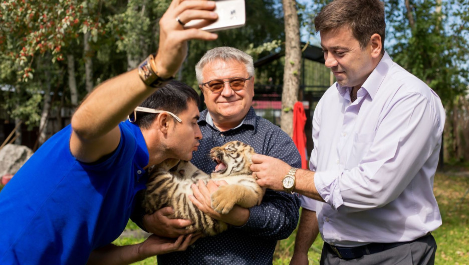 Барнаульский зоопарк впервые показал тигрят, родившихся в июне. 17 августа 2017 года.
