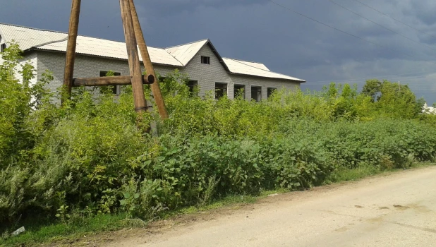 Заросли клена и циклахены дурнишниколистной, заброшенный детский сад.