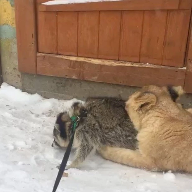 В Барнаульском зоопарке.