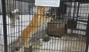 В Барнаульском зоопарке.