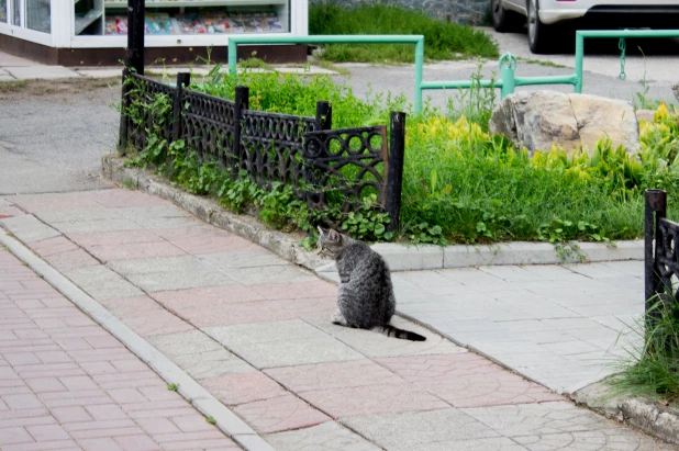 Белокуриха.