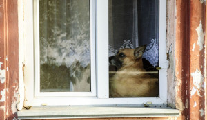 Собака в окне.