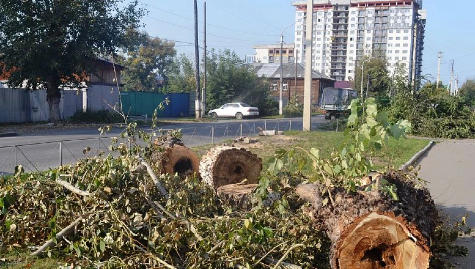 Спиленные деревья. Фото мэрии