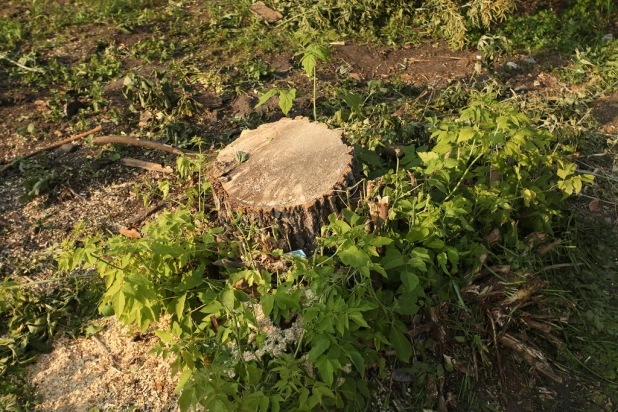 Спиленные деревья. Фото горожан