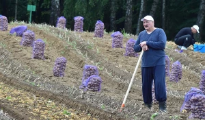 Лукашенко убирает картофель.