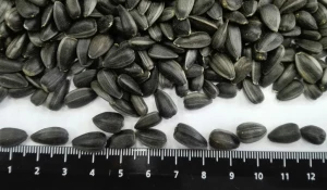 Подсолнечник.