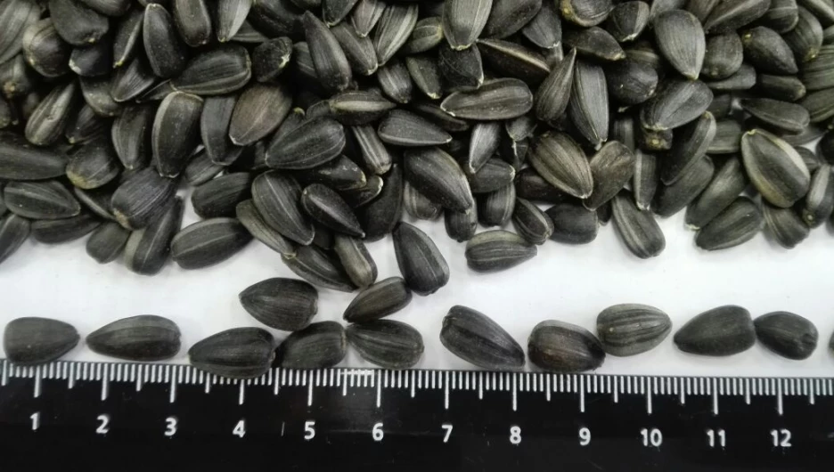 Подсолнечник.