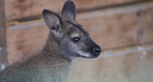 Кенгуру Беннетта в Барнаульском зоопарке.