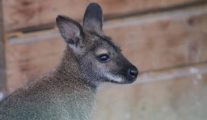 Кенгуру Беннетта в Барнаульском зоопарке.