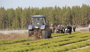 В 10 питомниках компании выращивают леса будущего.