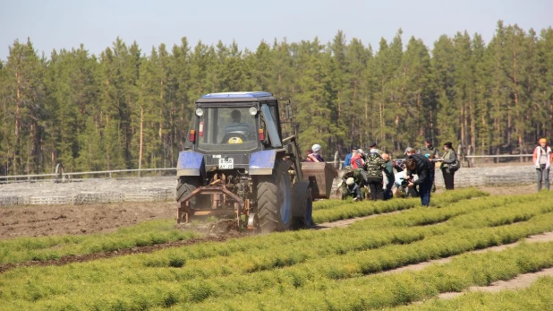 В 10 питомниках компании выращивают леса будущего.