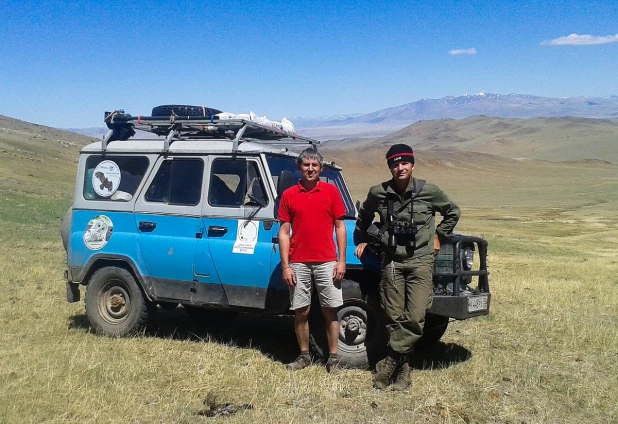 На Алтае орнитологи возрождают популяцию сокола-балобана.