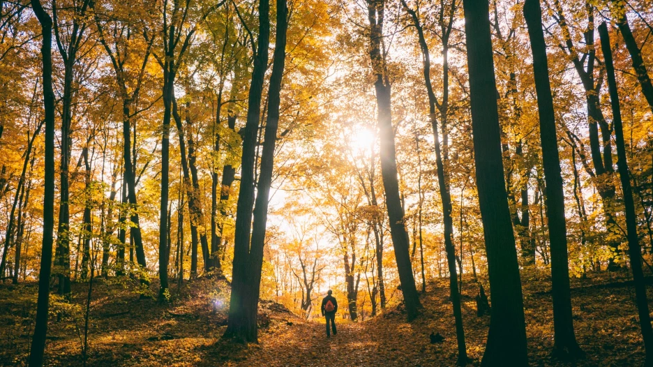 Осень. Мужчина в лесу.