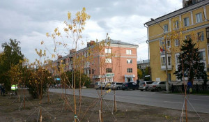 На проспекте Калинина в Барнауле высаживают деревья.