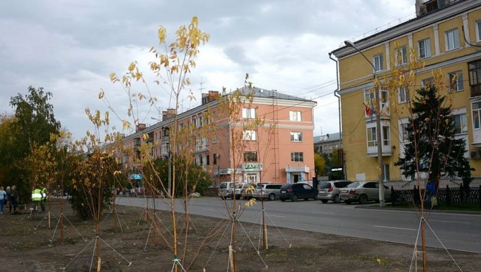 На проспекте Калинина в Барнауле высаживают деревья.