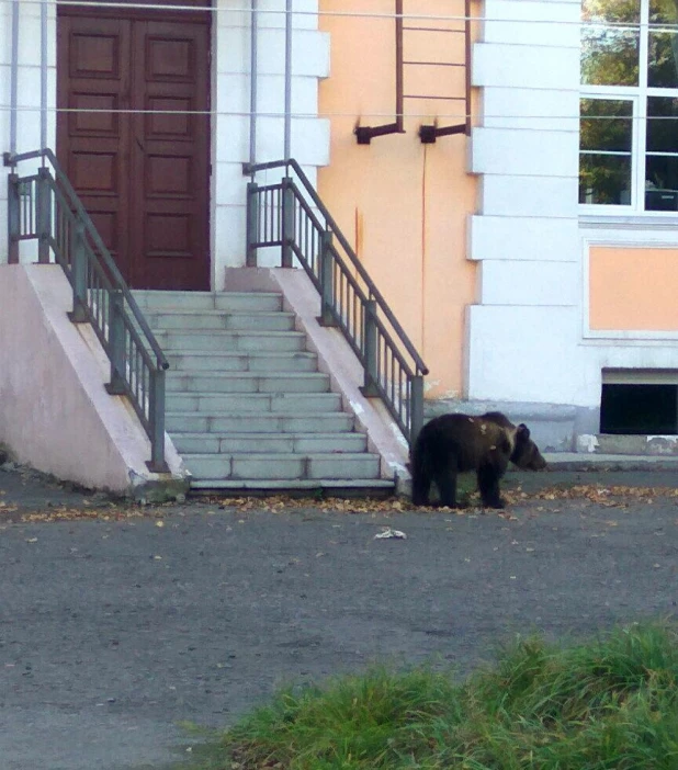 У городского дворца культуры Бийска гулял медведь. 17 сентября 2017 года.