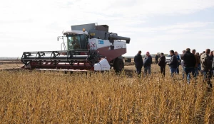 Урожай высокопротеиновой сои.