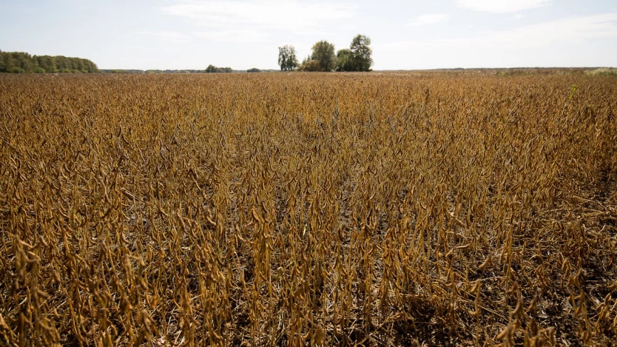 Урожай высокопротеиновой сои.