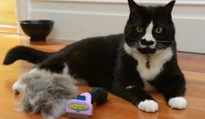 Фурминатор для кошек: незаменимый инструмент для ухода.