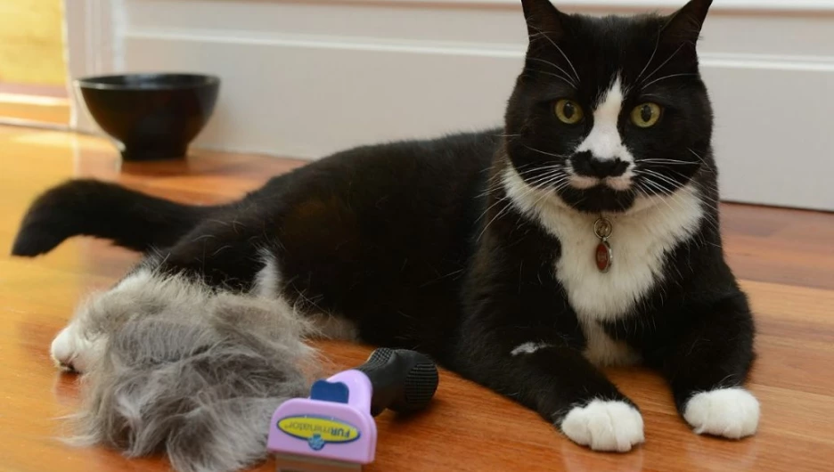 Фурминатор для кошек: незаменимый инструмент для ухода.