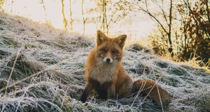 Лиса. Заморозки, иней.
