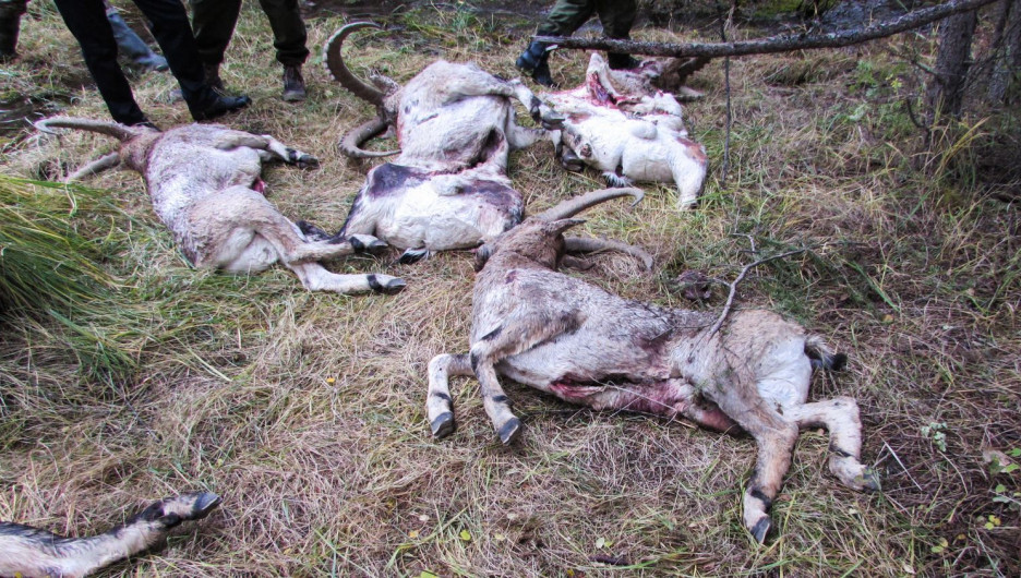 В Шавлинском заказнике нашли убитых козерогов. 21 сентября 2017 года.