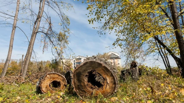 Часть деревьев в парке "Изумрудный" действительно сгнила.