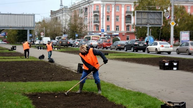 В Барнауле высаживают тюльпаны.