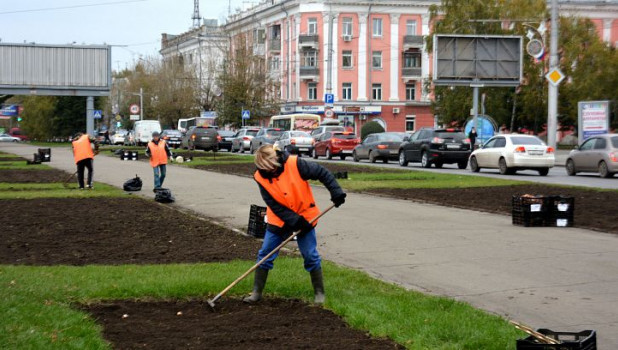 В Барнауле высаживают тюльпаны.