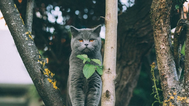 Кот британский.