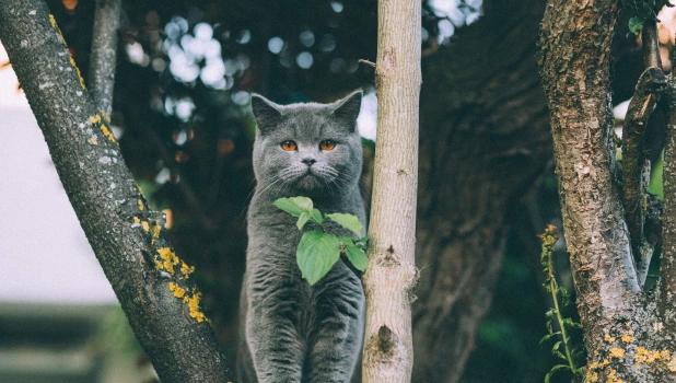 Кот британский.