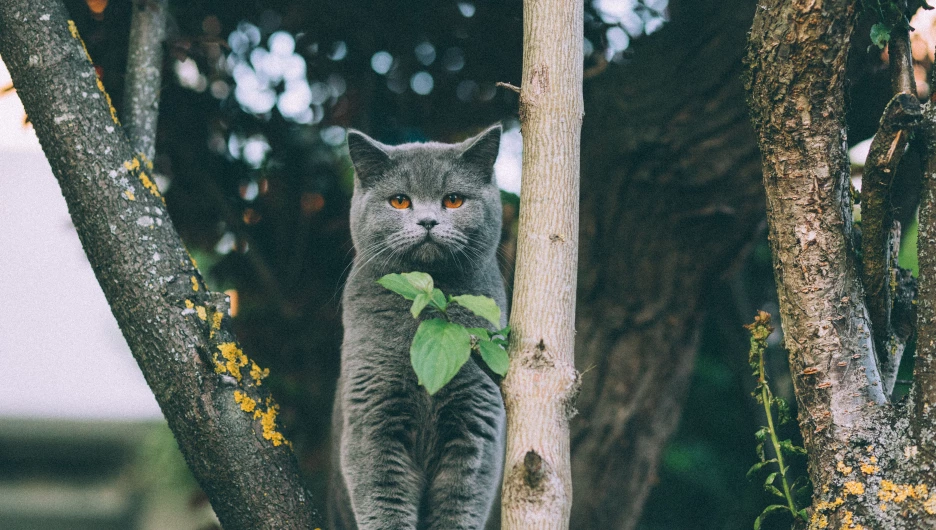 Кот британский.