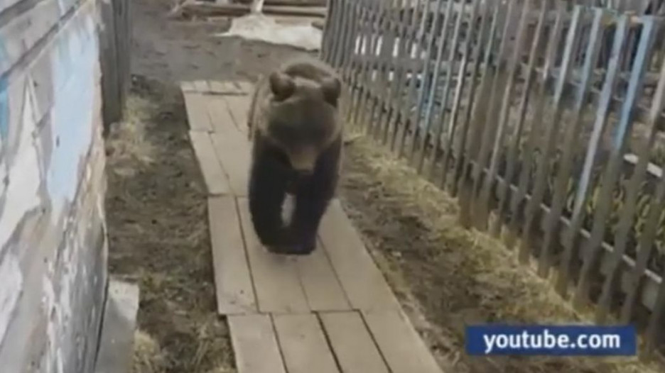 Медведь в Заринском районе.
