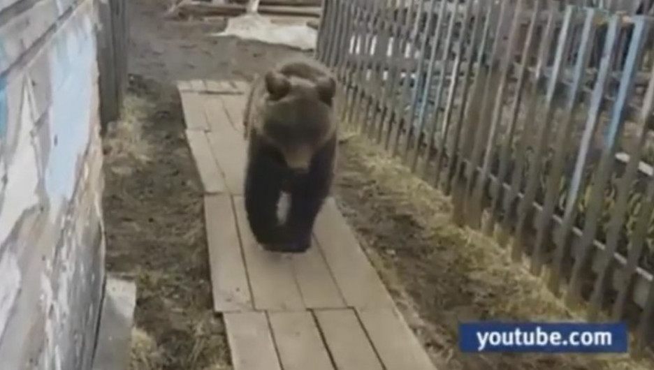 Медведь в Заринском районе.