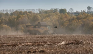 В Алтайском крае продолжается уборка гречихи