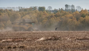 В Алтайском крае продолжается уборка гречихи