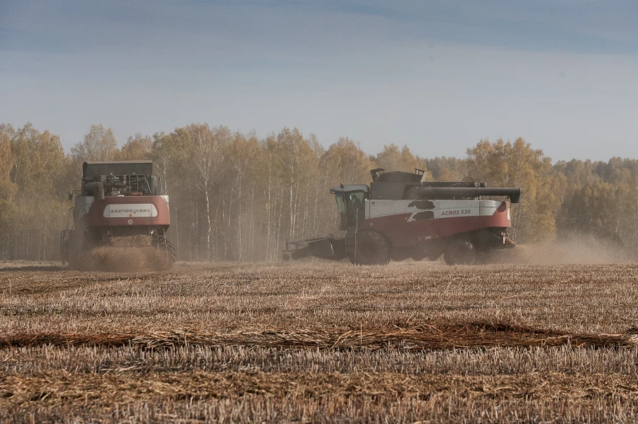 В Алтайском крае продолжается уборка гречихи