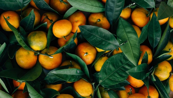 Мандарины. Фрукты.