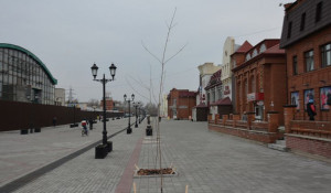 На улице Мало-Тобольской высадили приречные клёны.