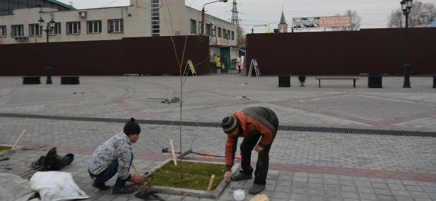 На улице Мало-Тобольской высадили приречные клёны.