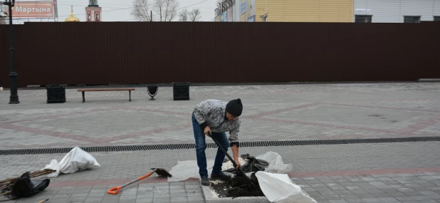 На улице Мало-Тобольской высадили приречные клёны.