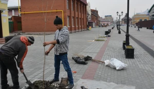 На улице Мало-Тобольской высадили приречные клёны.