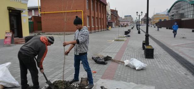 На улице Мало-Тобольской высадили приречные клёны.